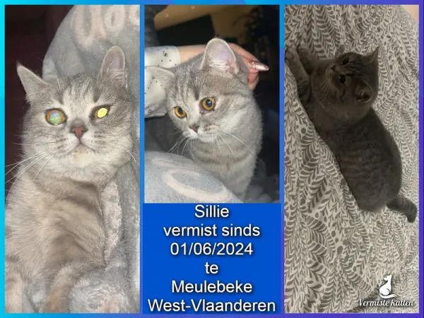 Sillie