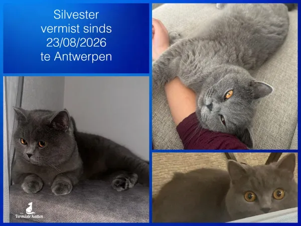 Silvester