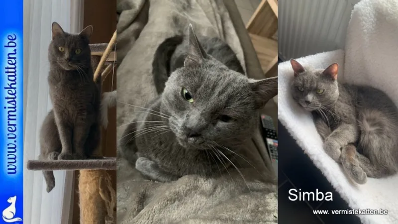 Simba