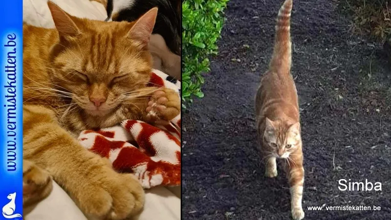 Simba