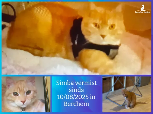 Simba