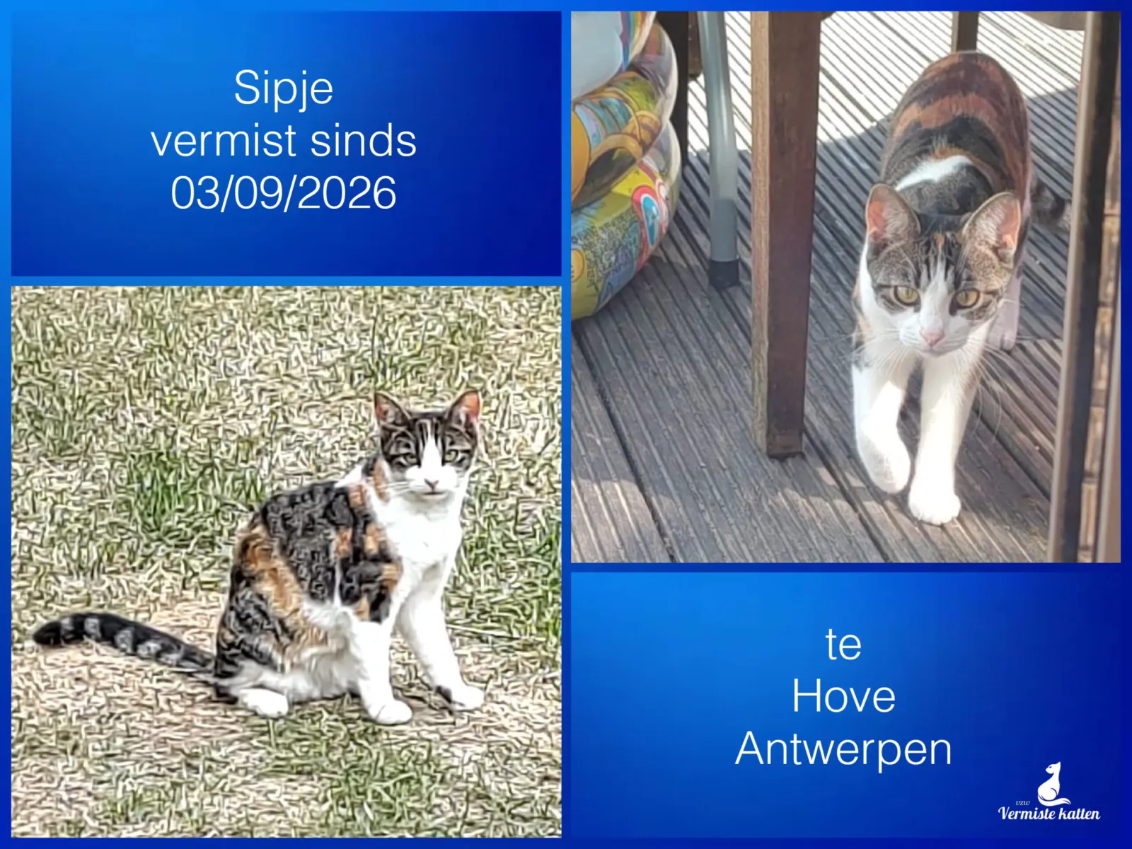 Sipje