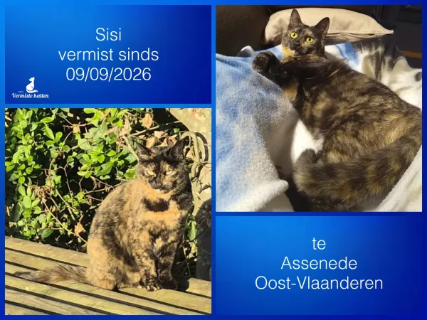 Sisi