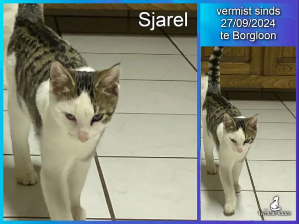 sjarel