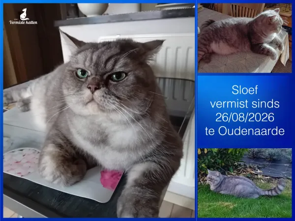 Sloef
