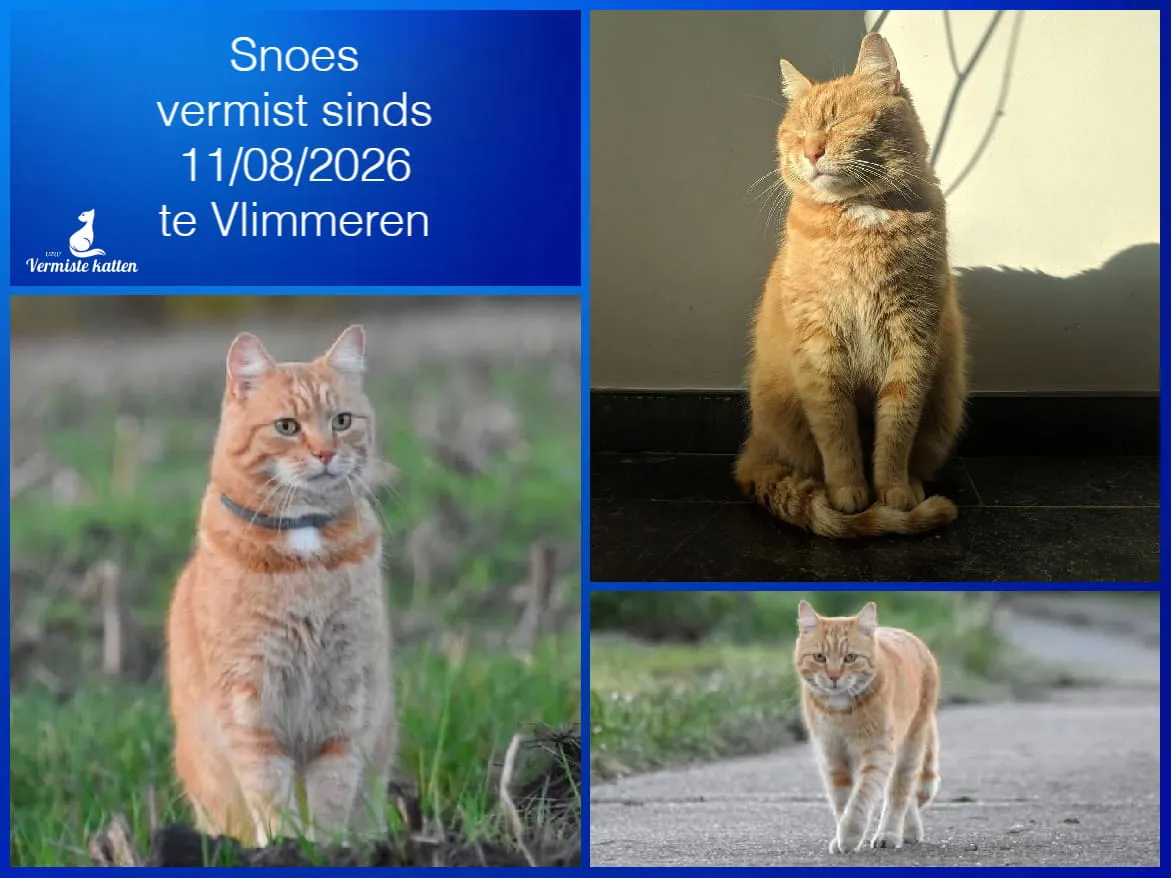 Snoes