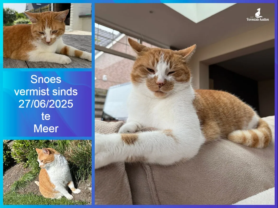 Snoes