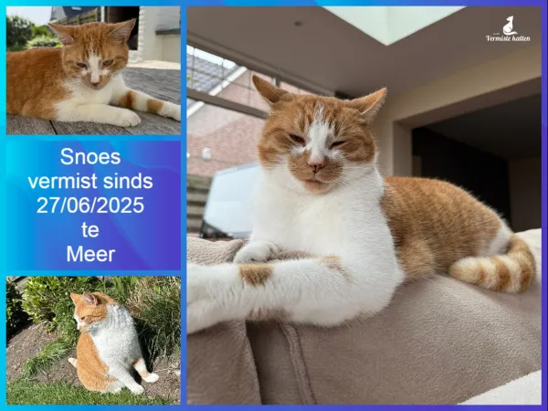 Snoes