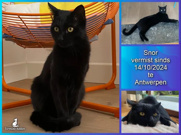 Snor