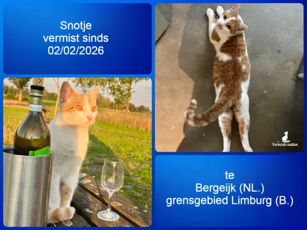 Snotje