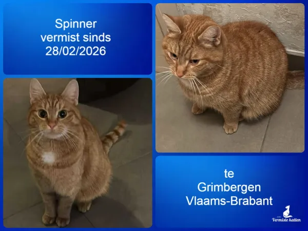 Spinner