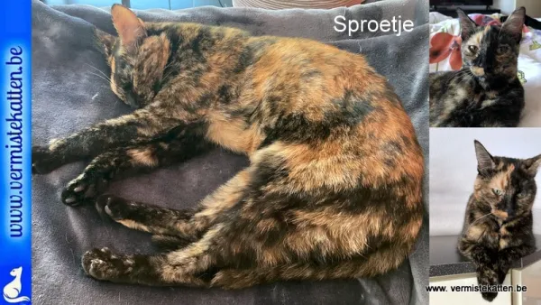 Sproetje