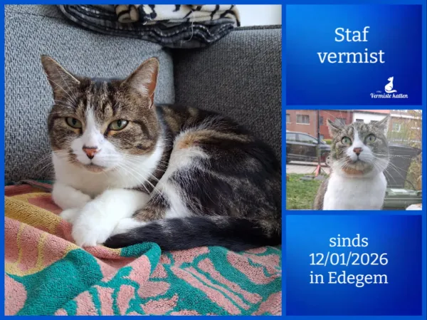 Staf