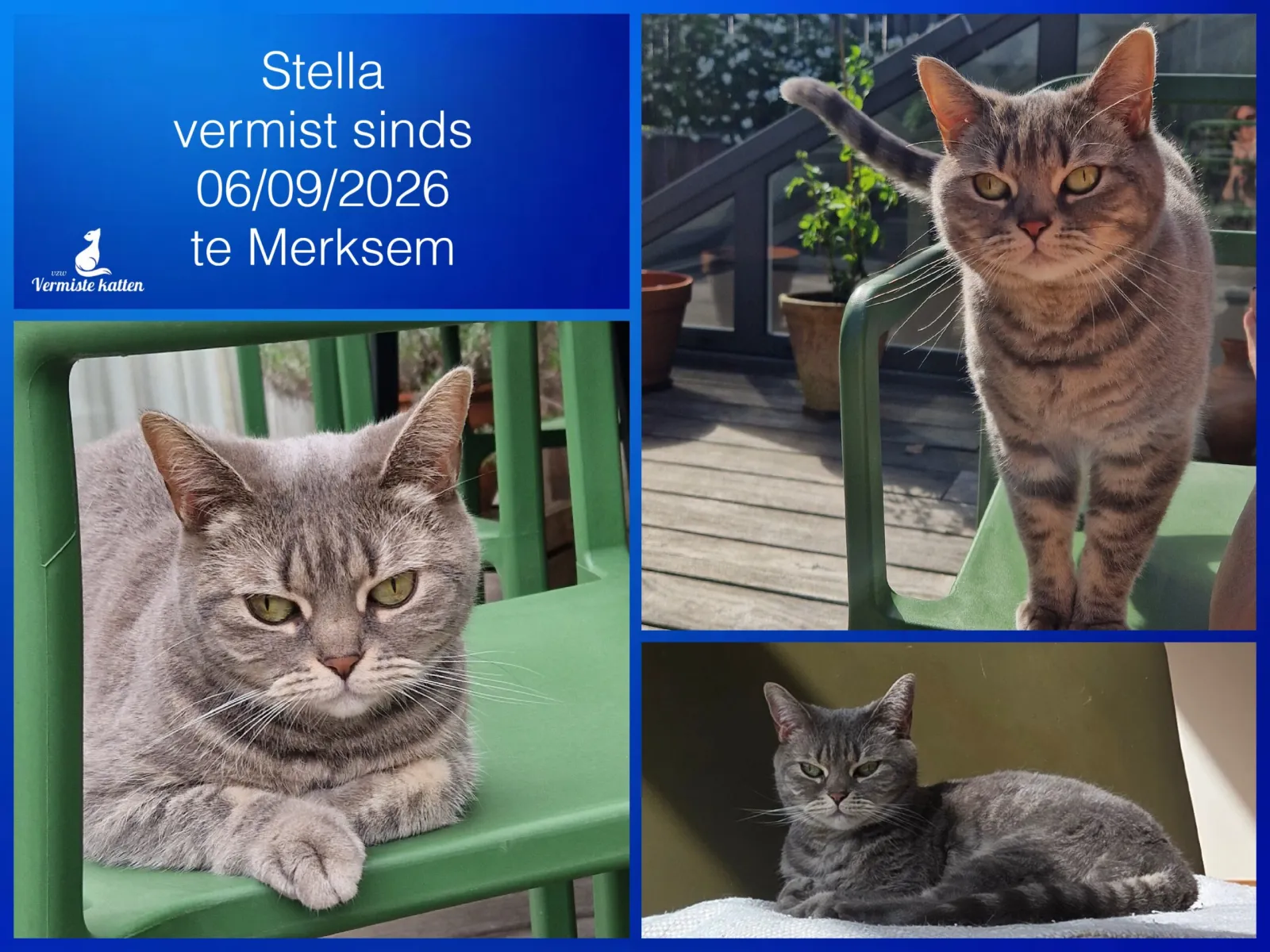 Stella