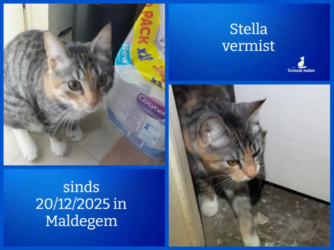 Stella