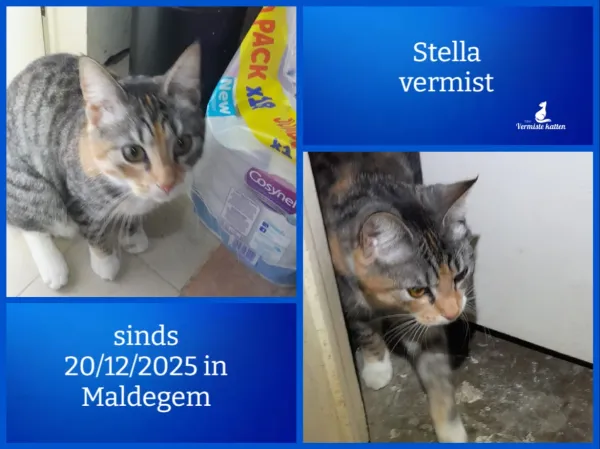 Stella