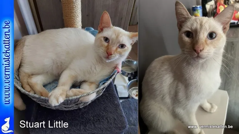 Stuart Little