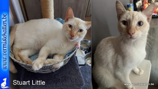 Stuart Little