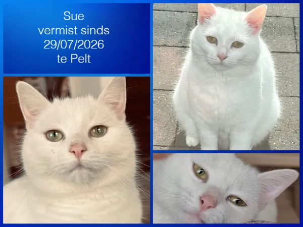 Sue