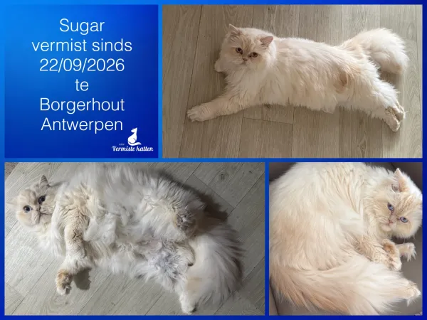 Sugar
