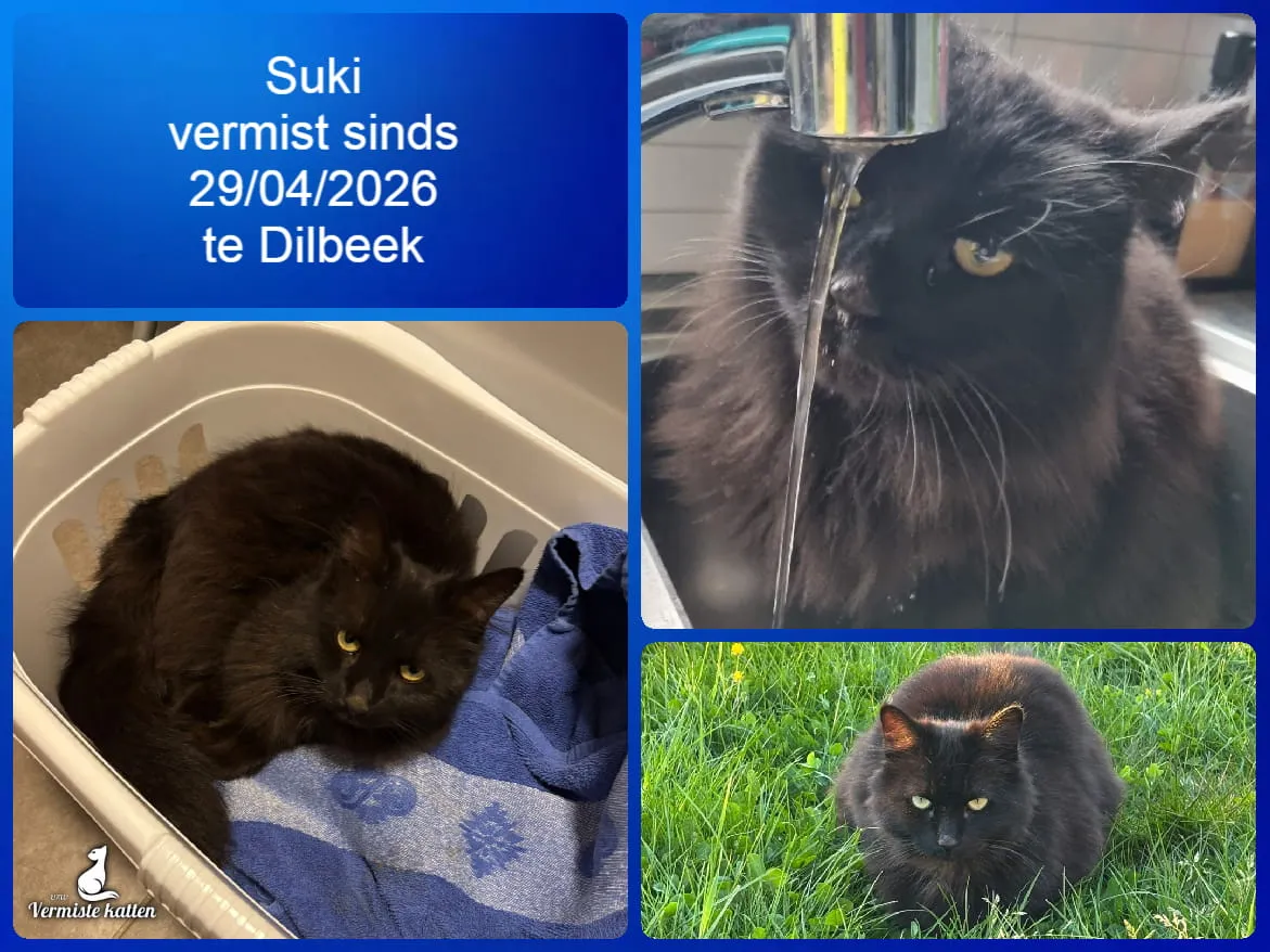 Suki