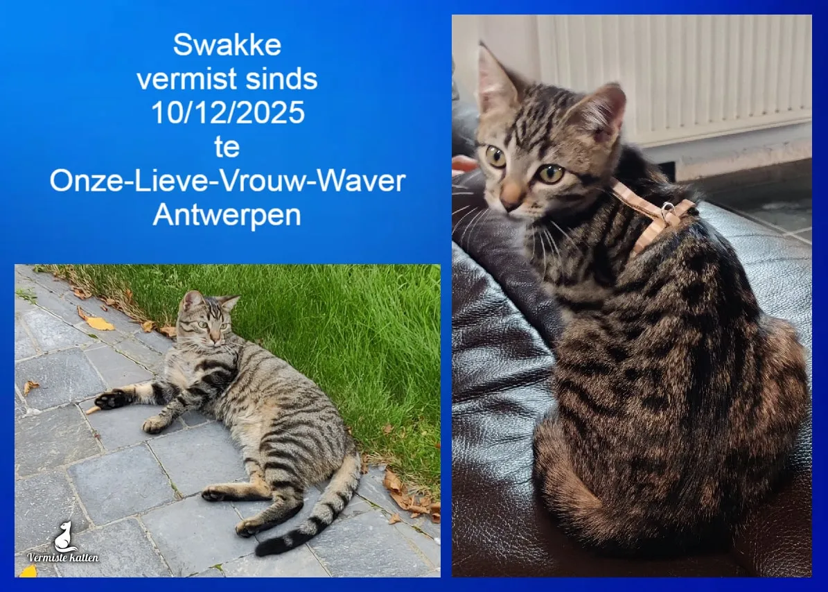 Swakke