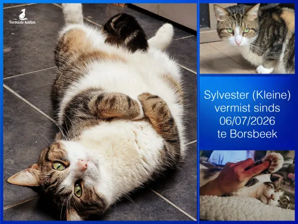 Sylvester ( kleine )