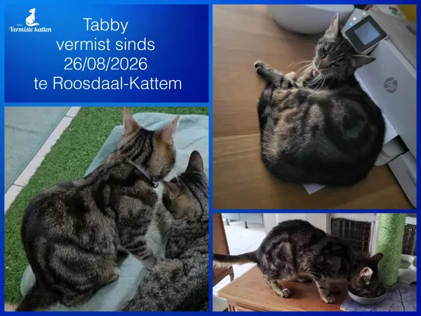 Tabby