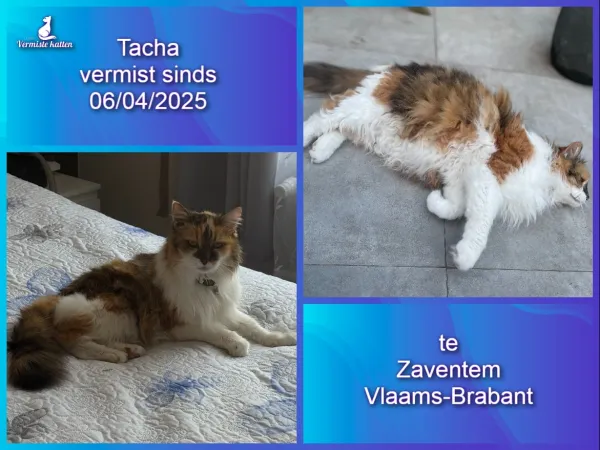 Tacha