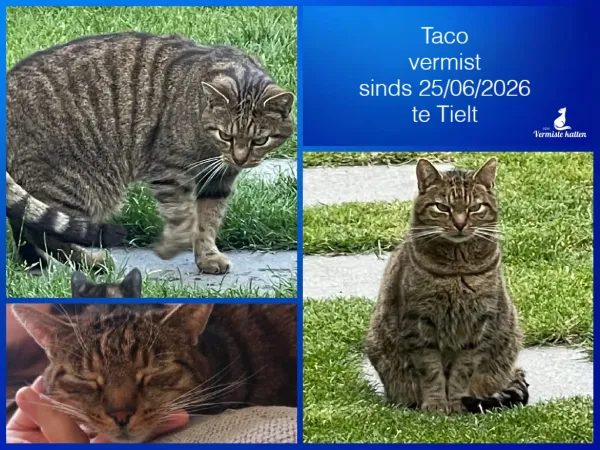 Taco