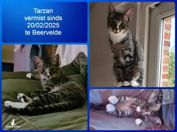 Tarzan