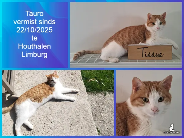 Tauro