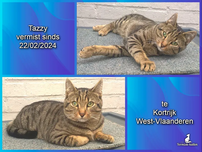 Tazzy