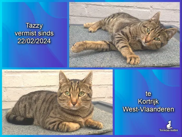 Tazzy