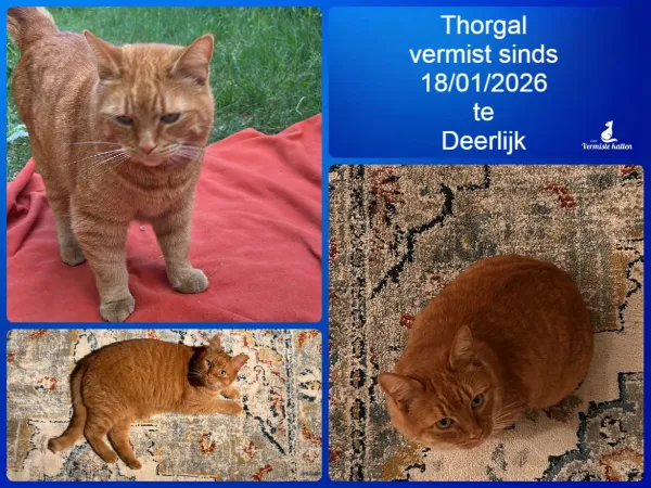 Thorgal