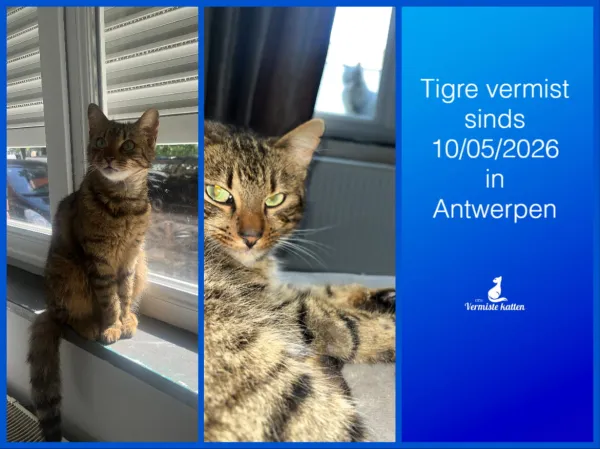 Tigre