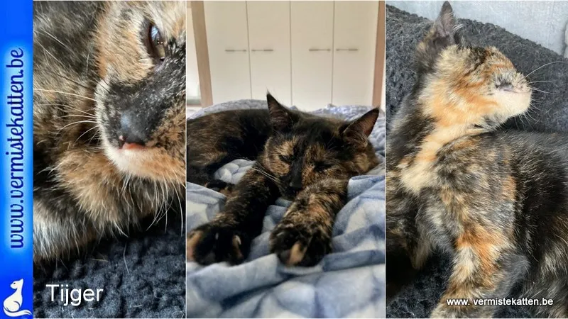 Tijger