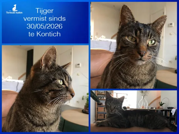 Tijger