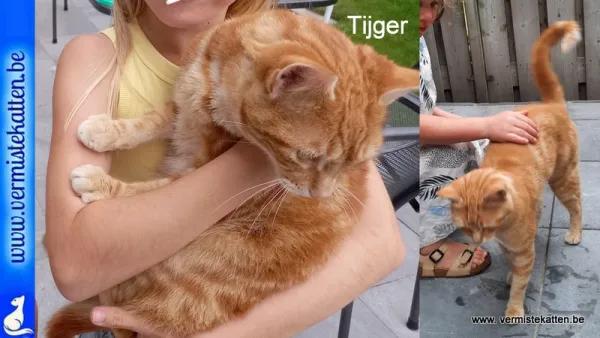 Tijger