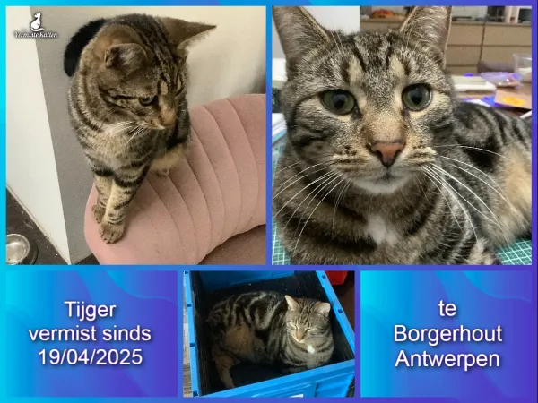 Tijger
