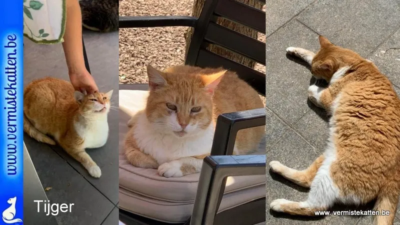 Tijger