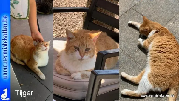 Tijger
