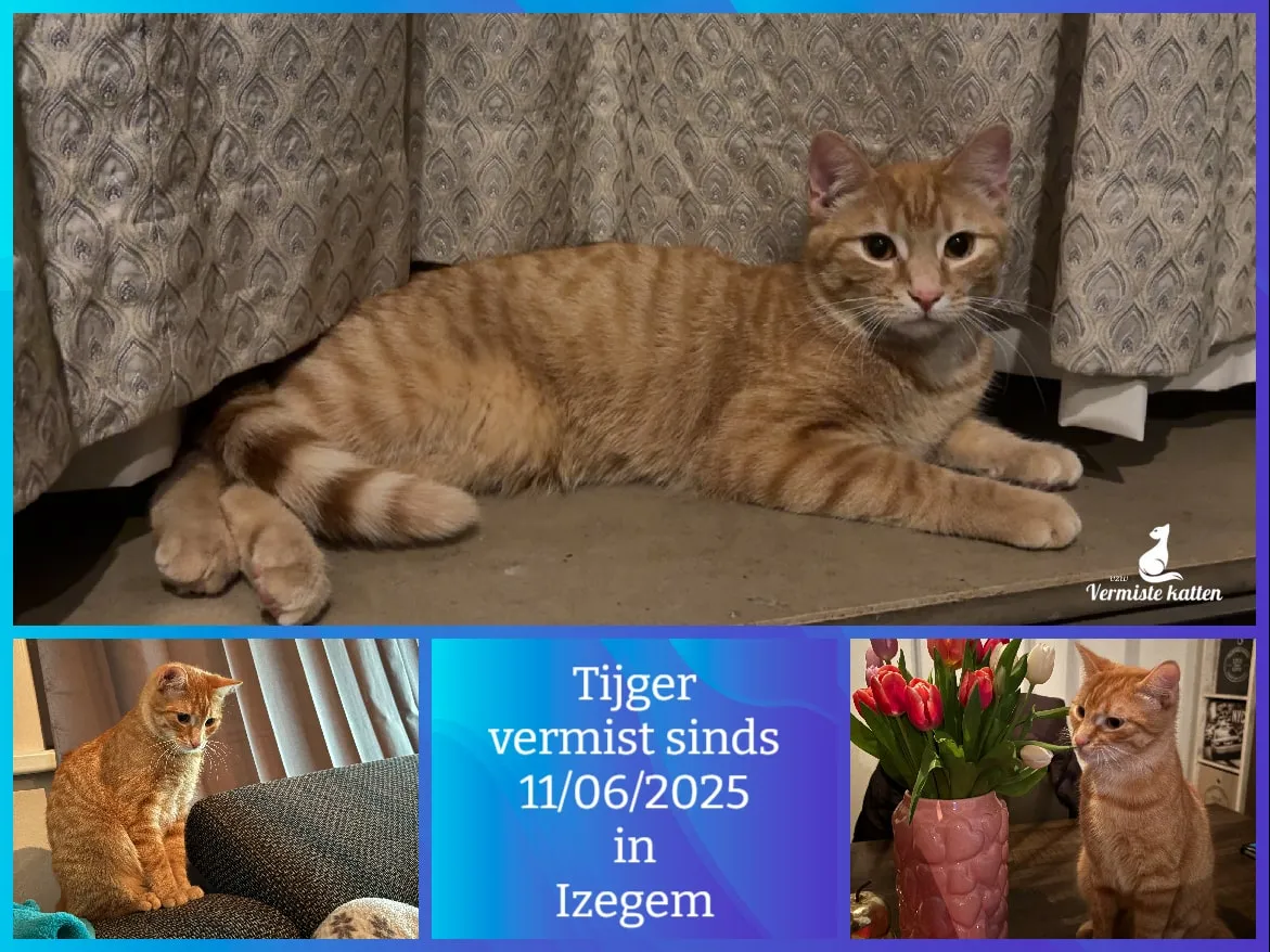 Tijger
