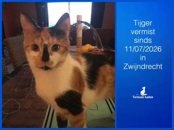 Tijger