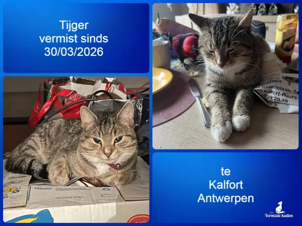 Tijger