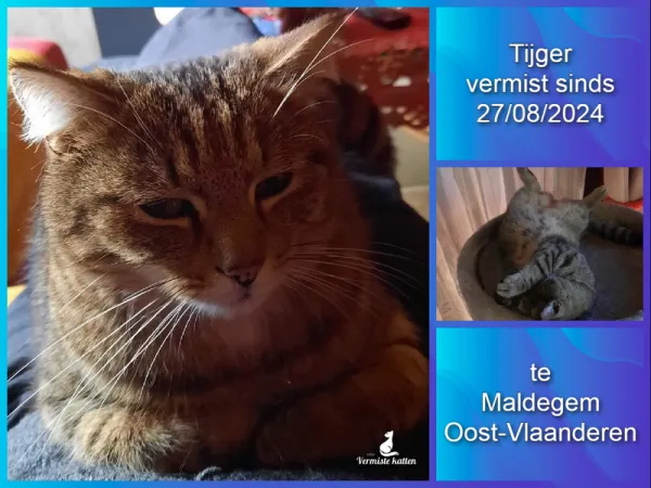 Tijger