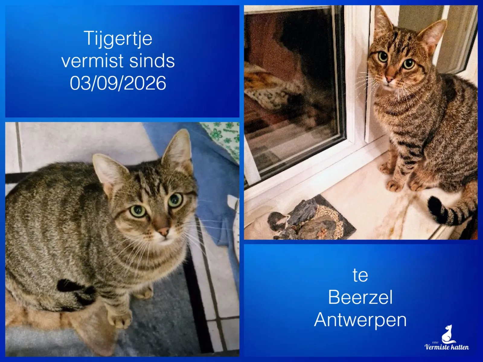 Tijgertje