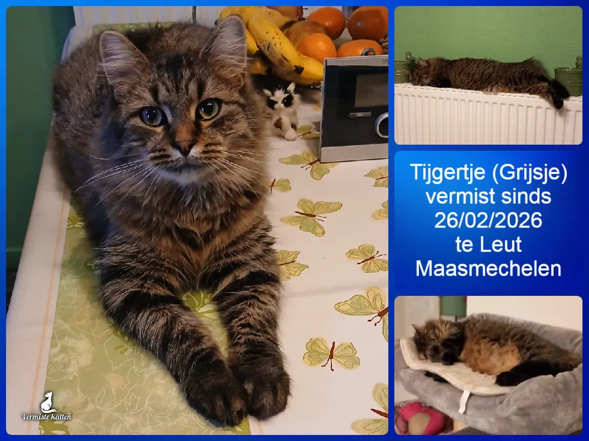 Tijgertje  roepneem: Grijsje