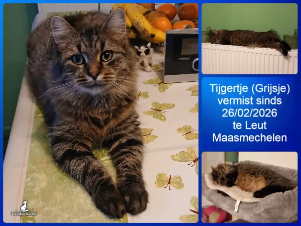 Tijgertje  roepneem: Grijsje