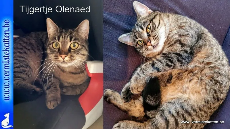 Tijgertje Olenaed